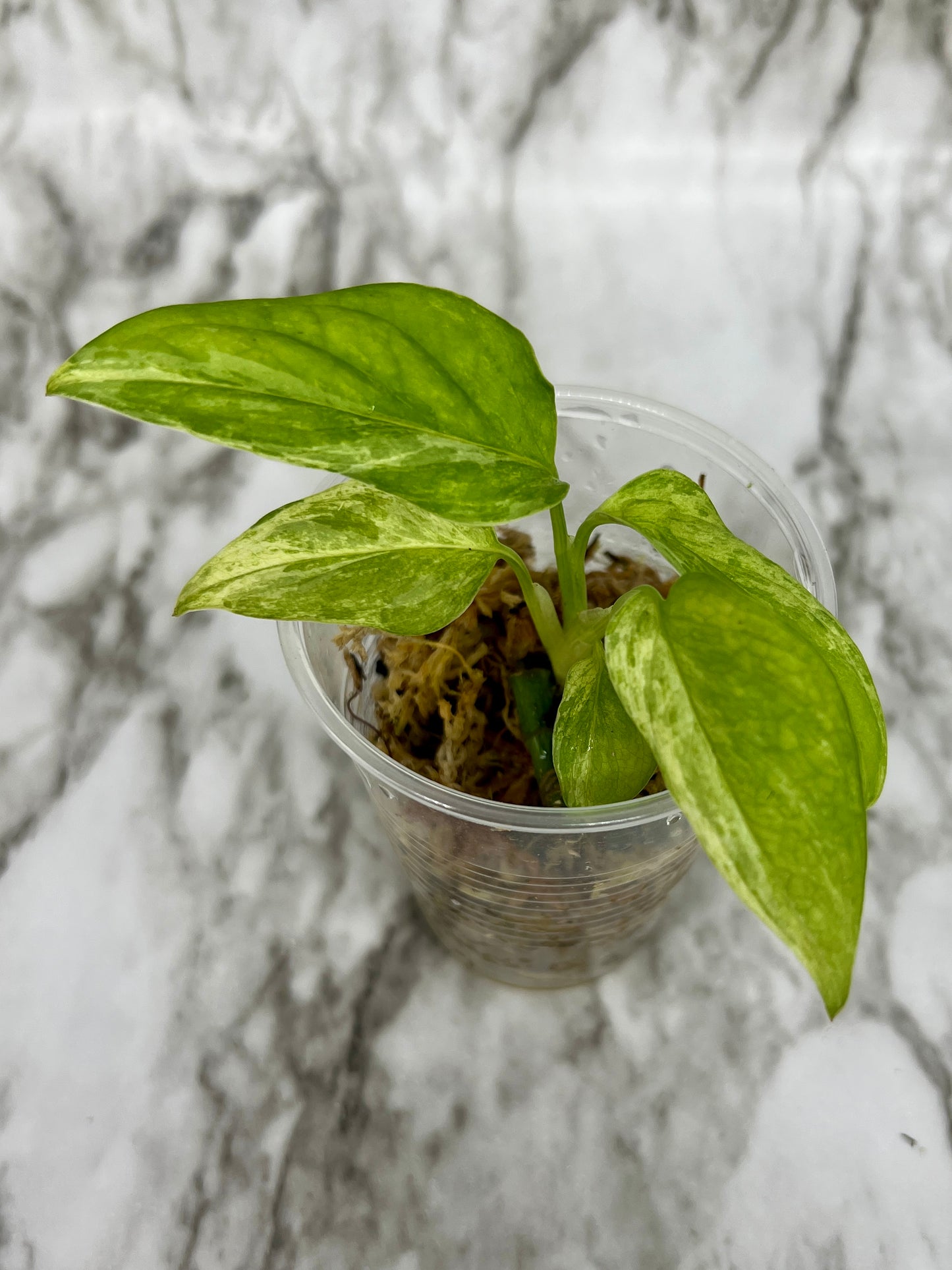 Highly Variegated Mint Adansonii