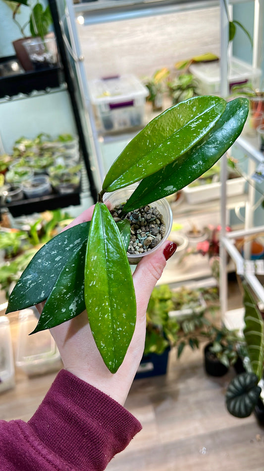 Splashy Hoya Pubicalyx