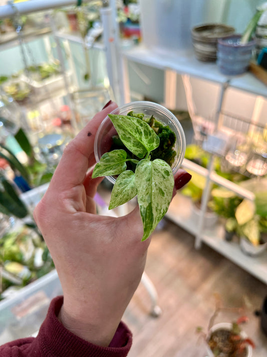 Highly Variegated Mint Adansonii