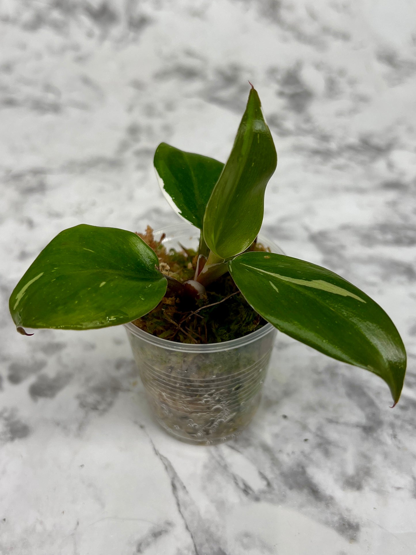 Tricolor White Knight Philodendron