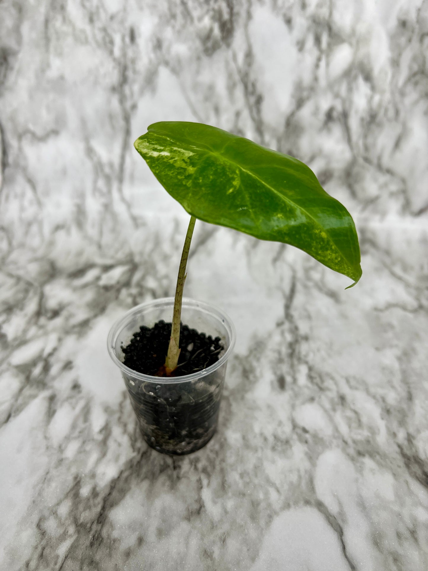 Variegated Alocasia Longiloba