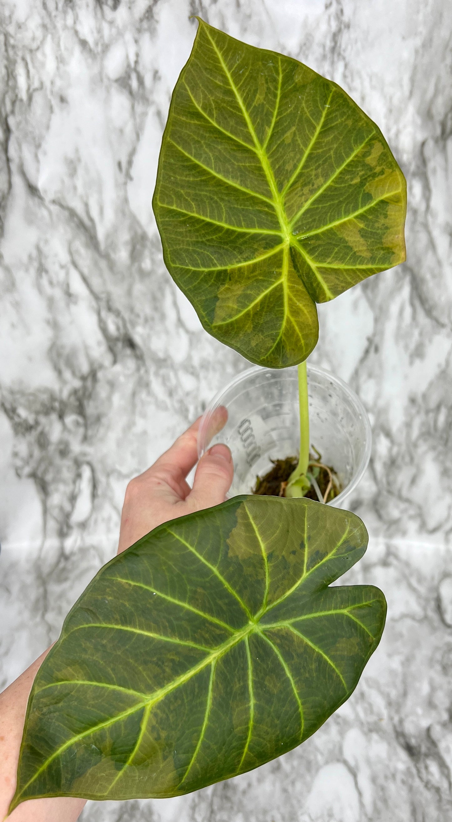 Variegated Alocasia Regal Shield CORMS