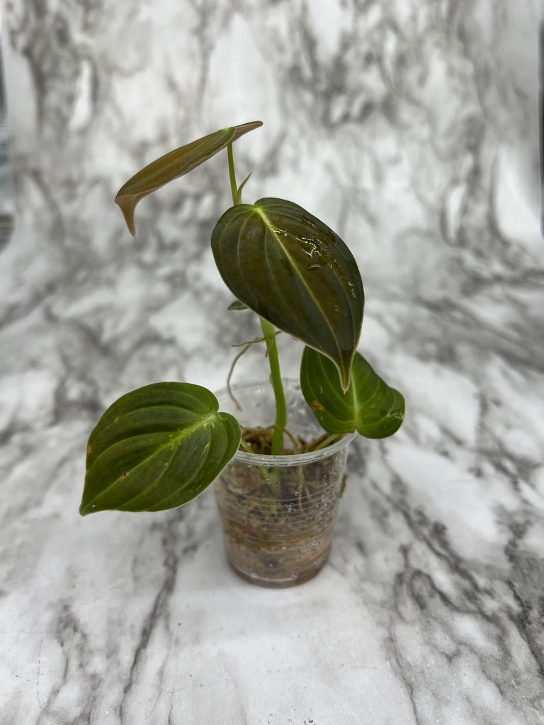 Philodendron Melanochrysum