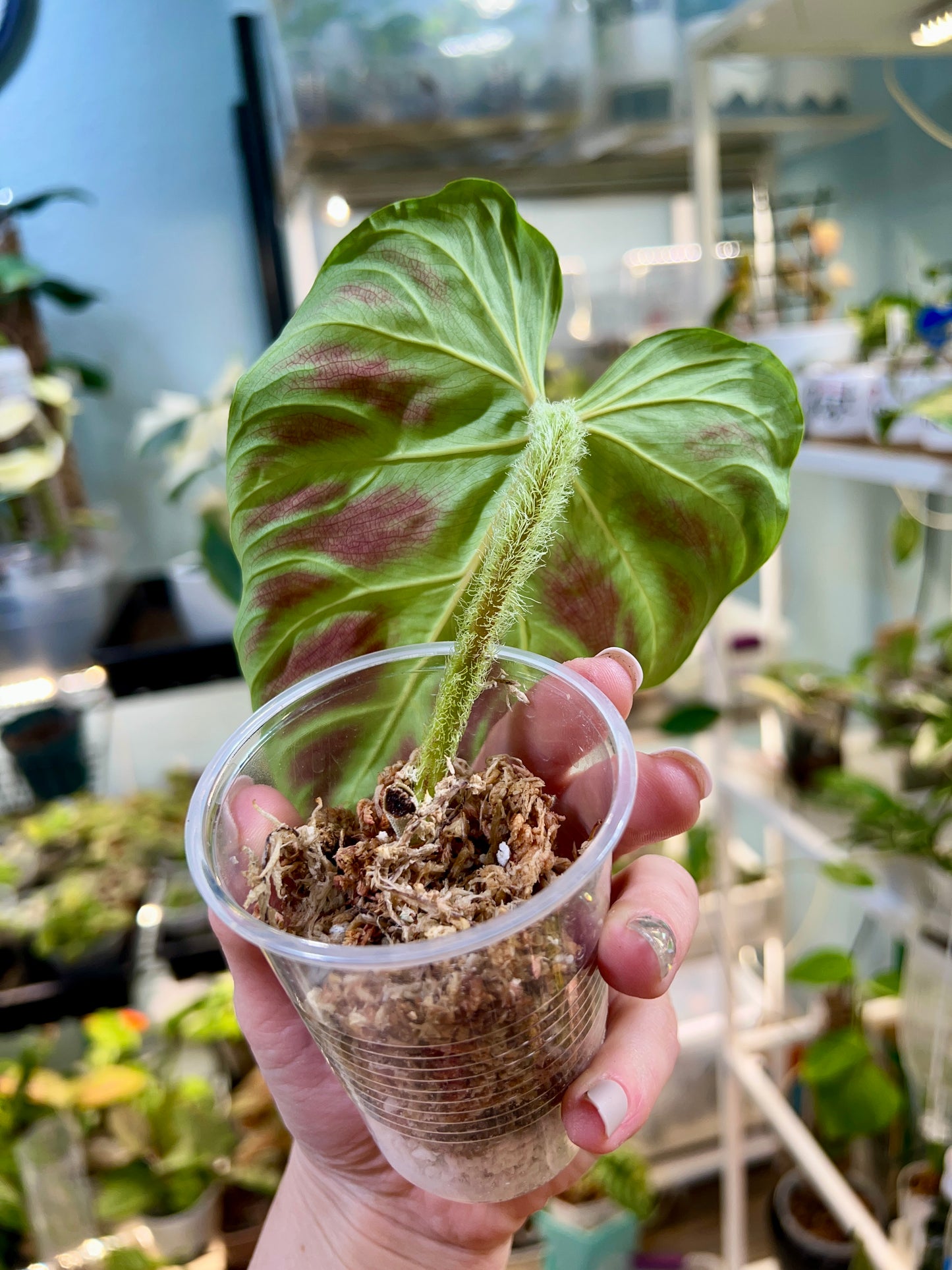 philodendron verrucosum mid-cut