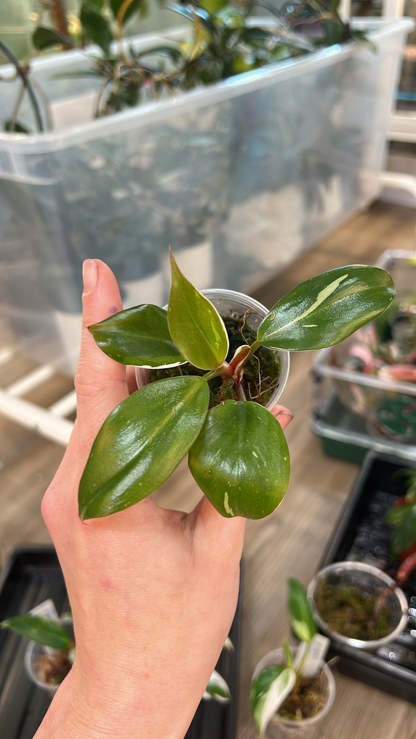 Tricolor White Knight Philodendron