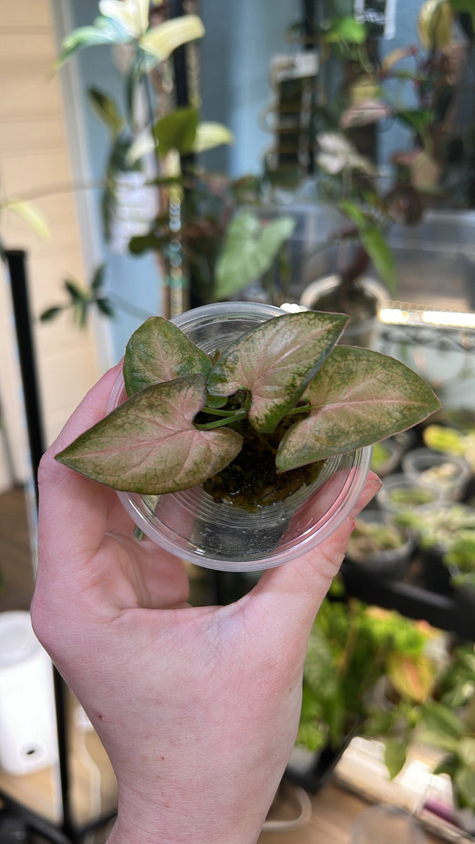 Syngonium Pink Splash