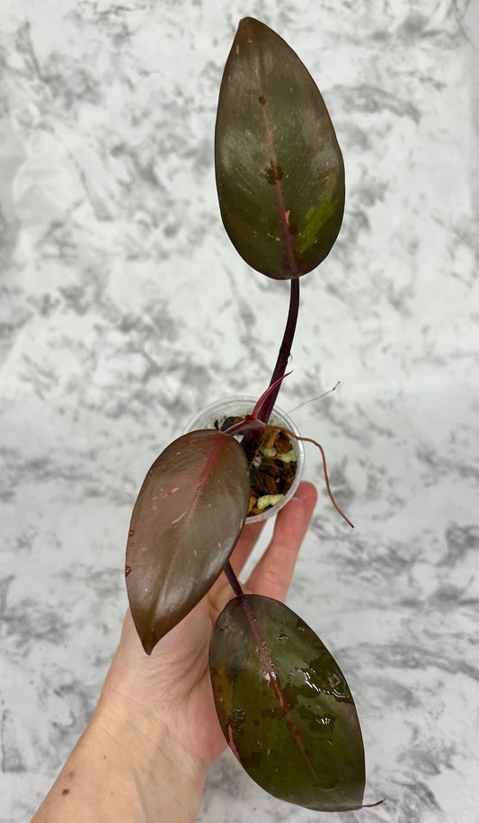 Dark Cherry Pink Princess Philodendron