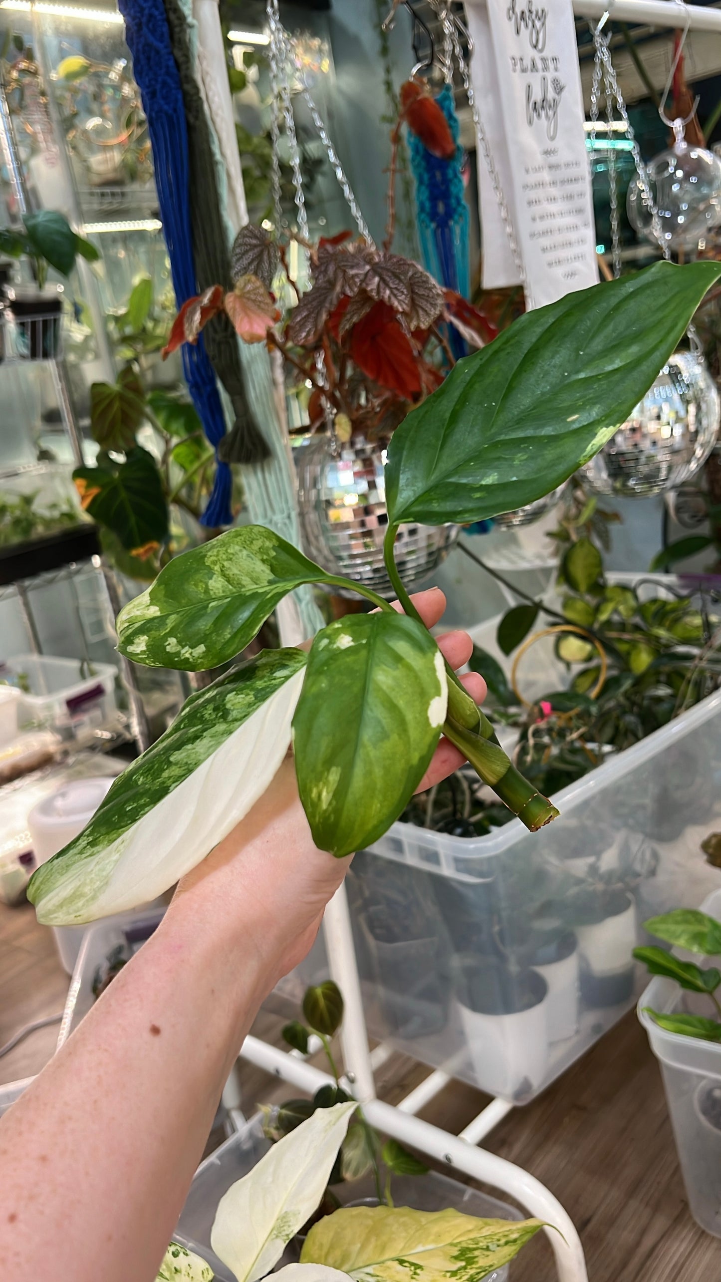 Aglaonema Split Milk Top Cut