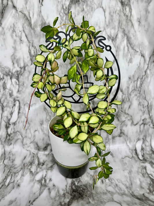 Hoya Heuschkeliana Variegata, Variegated Heuschkeliana Fresh Cuttings