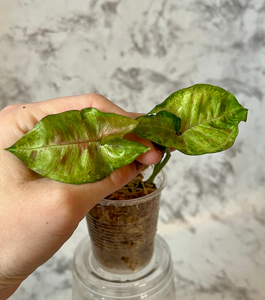 Tricolor Confetti Syngonium