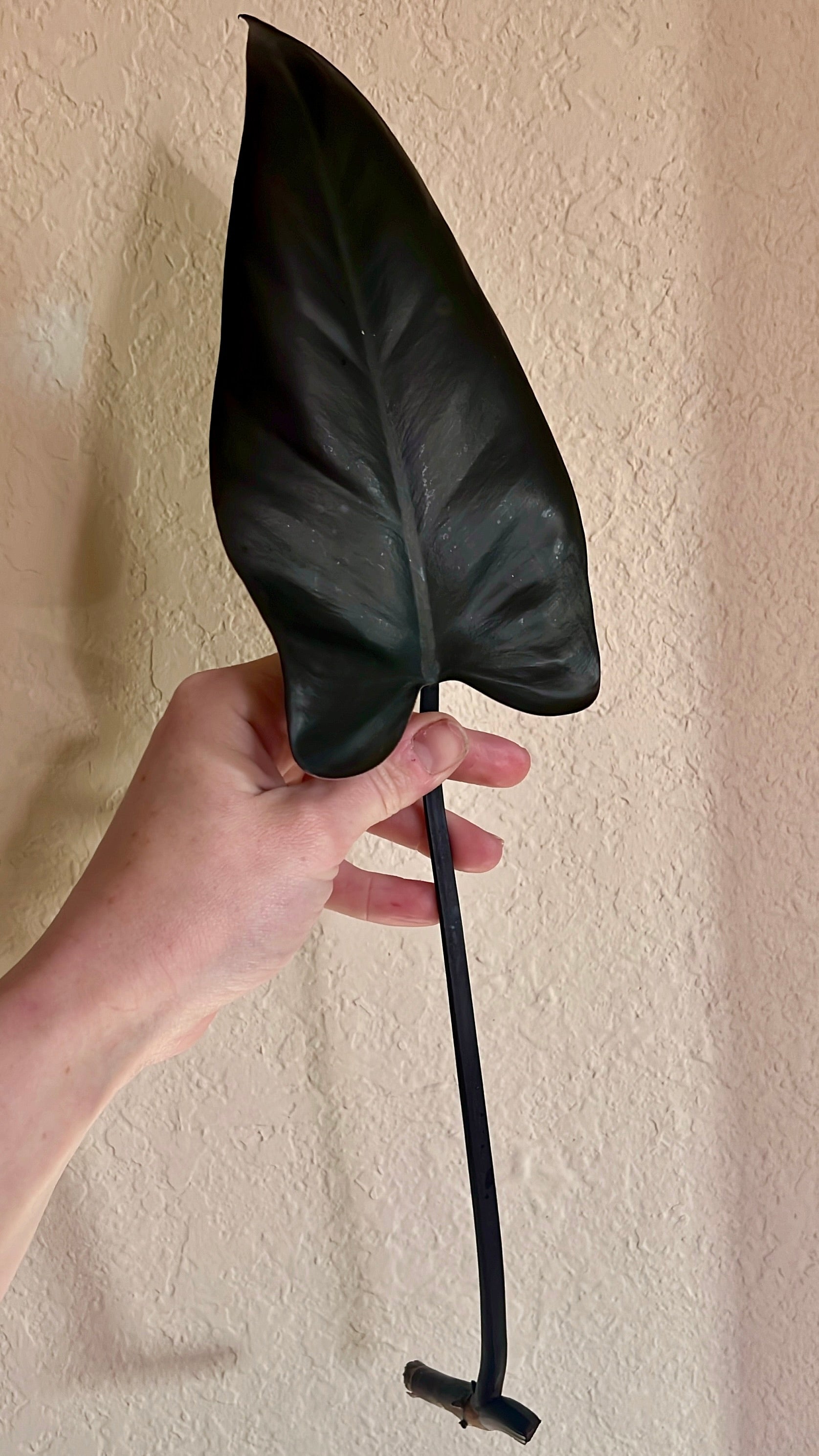 philodendron majesty Philodendron Majesty Fresh Mid Cuttings – Unbeleafable Art, Plants & Crystals by Sarah