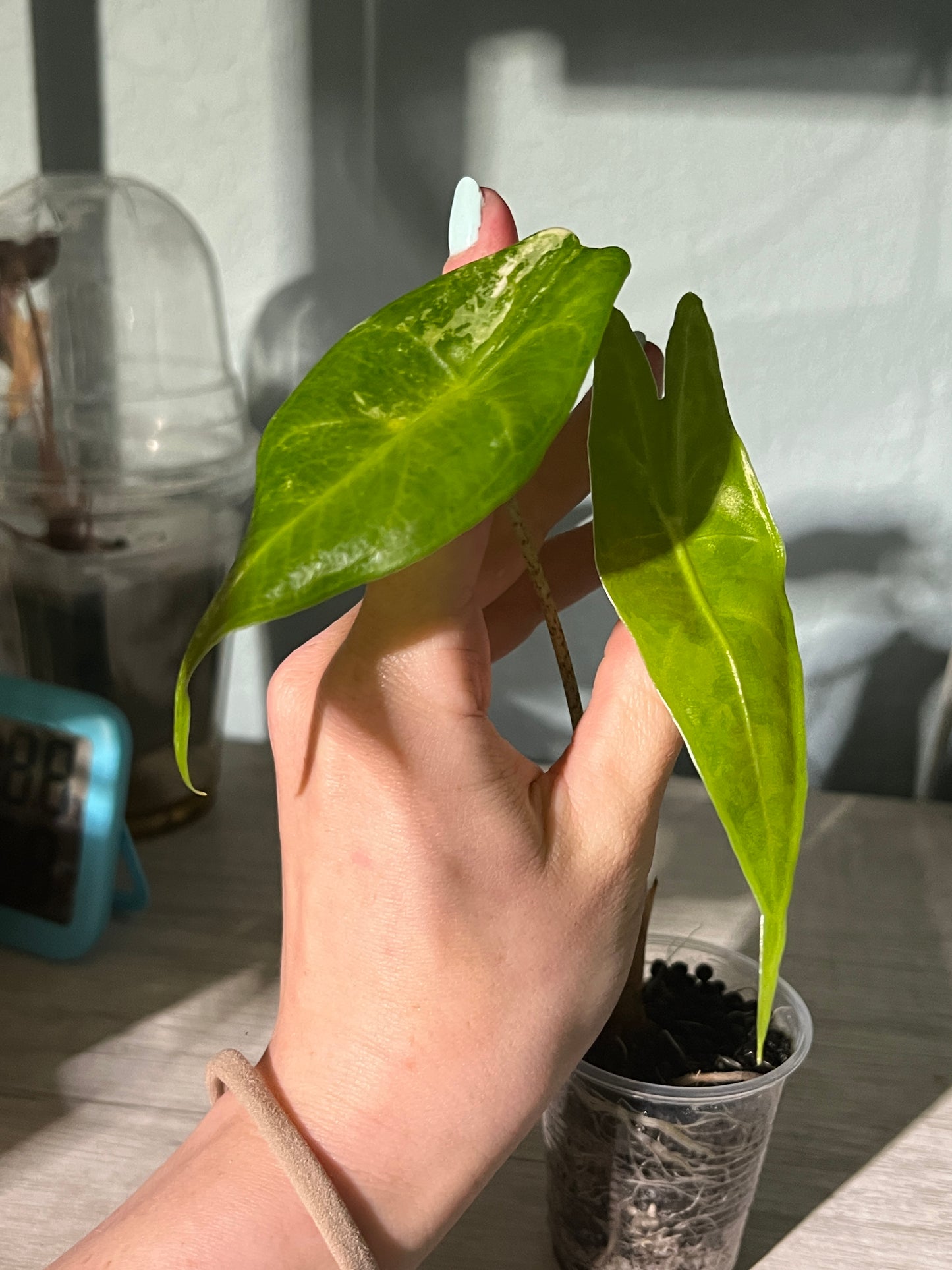 Variegated Alocasia Longiloba