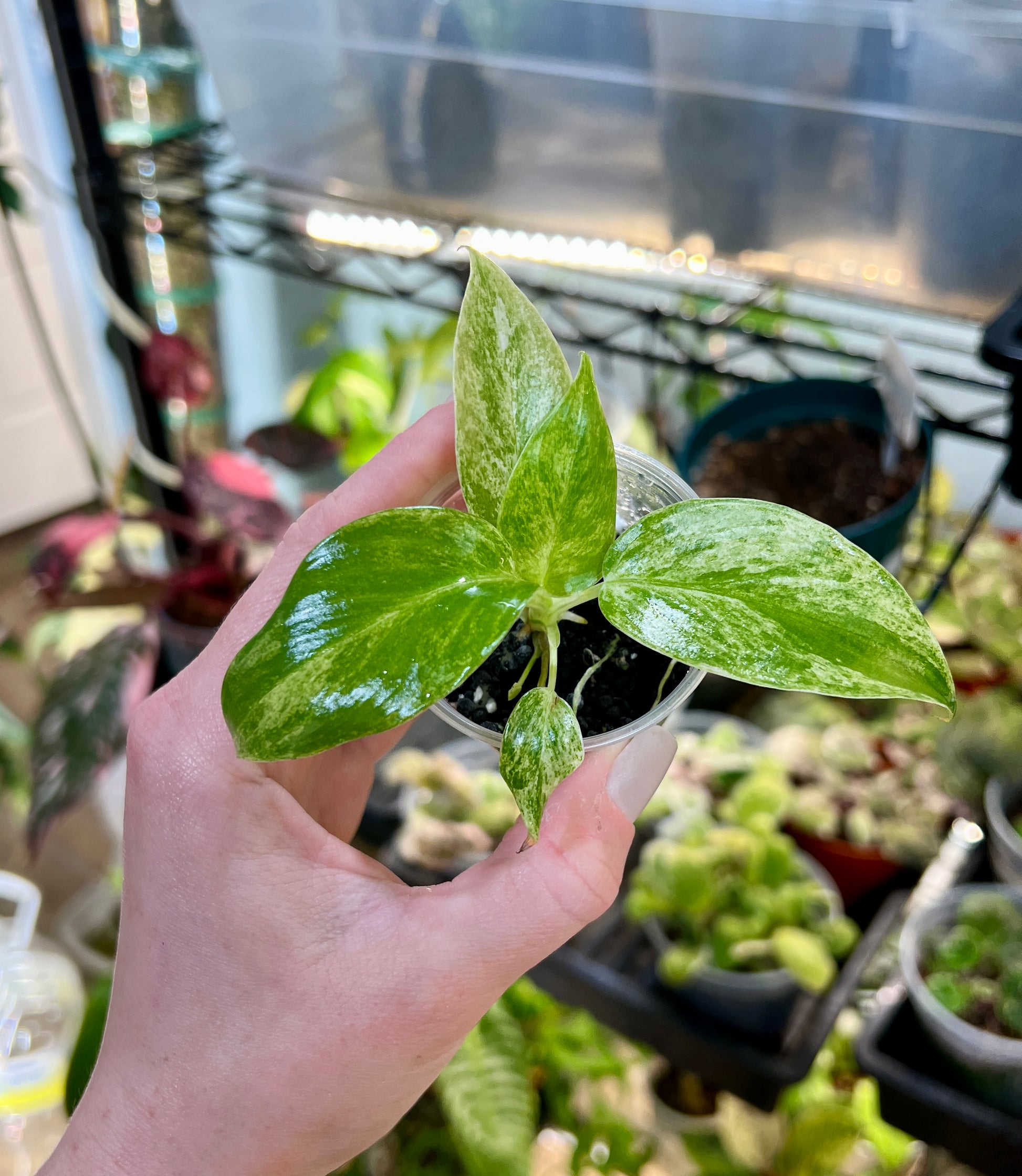 philodendron giganteum blizzard Philodendron Giganteum Blizzard – Unbeleafable Art, Plants & Crystals by Sarah