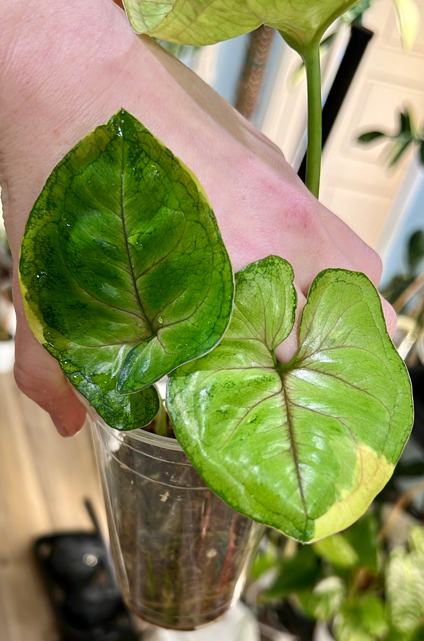 Syngonium Orm Thong (Variegated Mango Allusion)