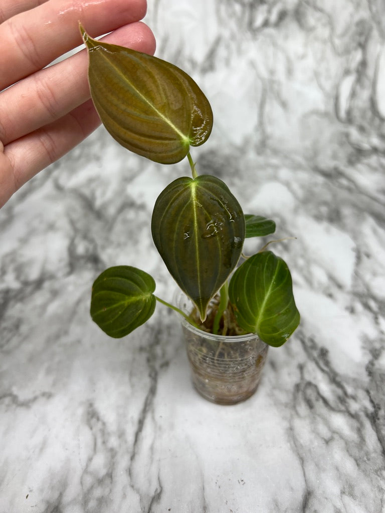 Philodendron Melanochrysum