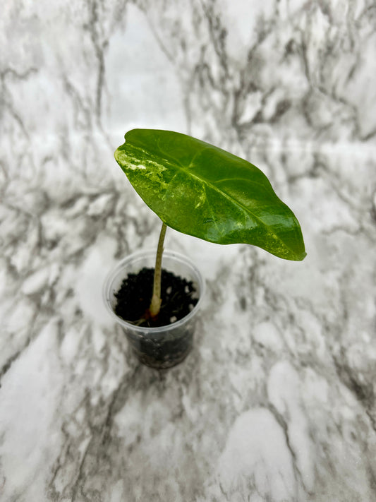 Variegated Alocasia Longiloba