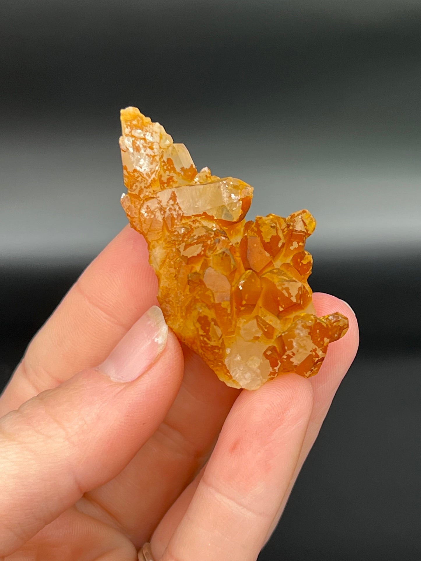 Golden Healer Specimen