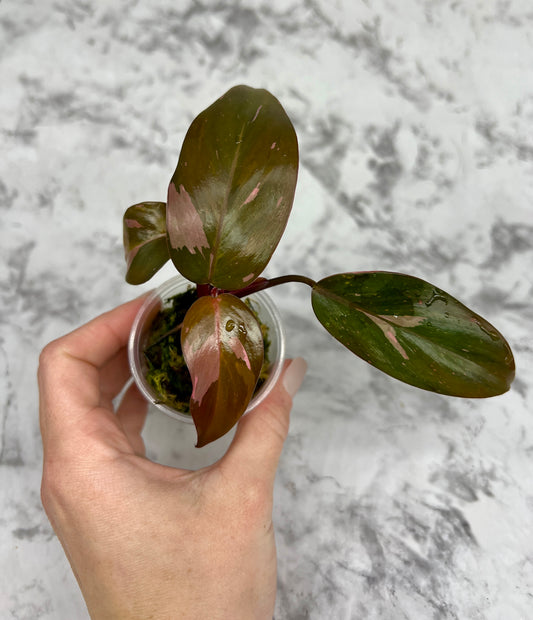 Pink Princess Philodendron