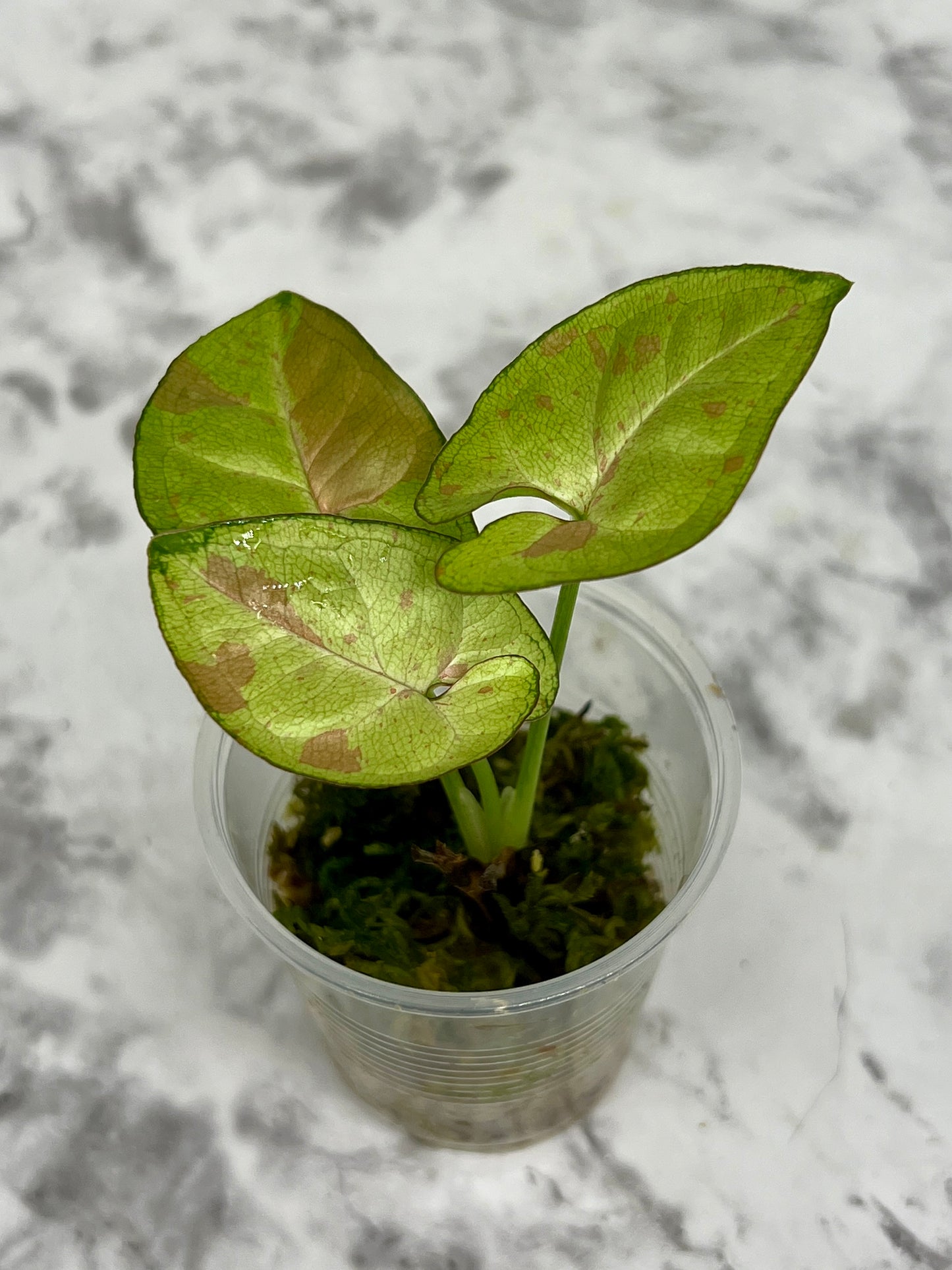 Pink Confetti Syngonium