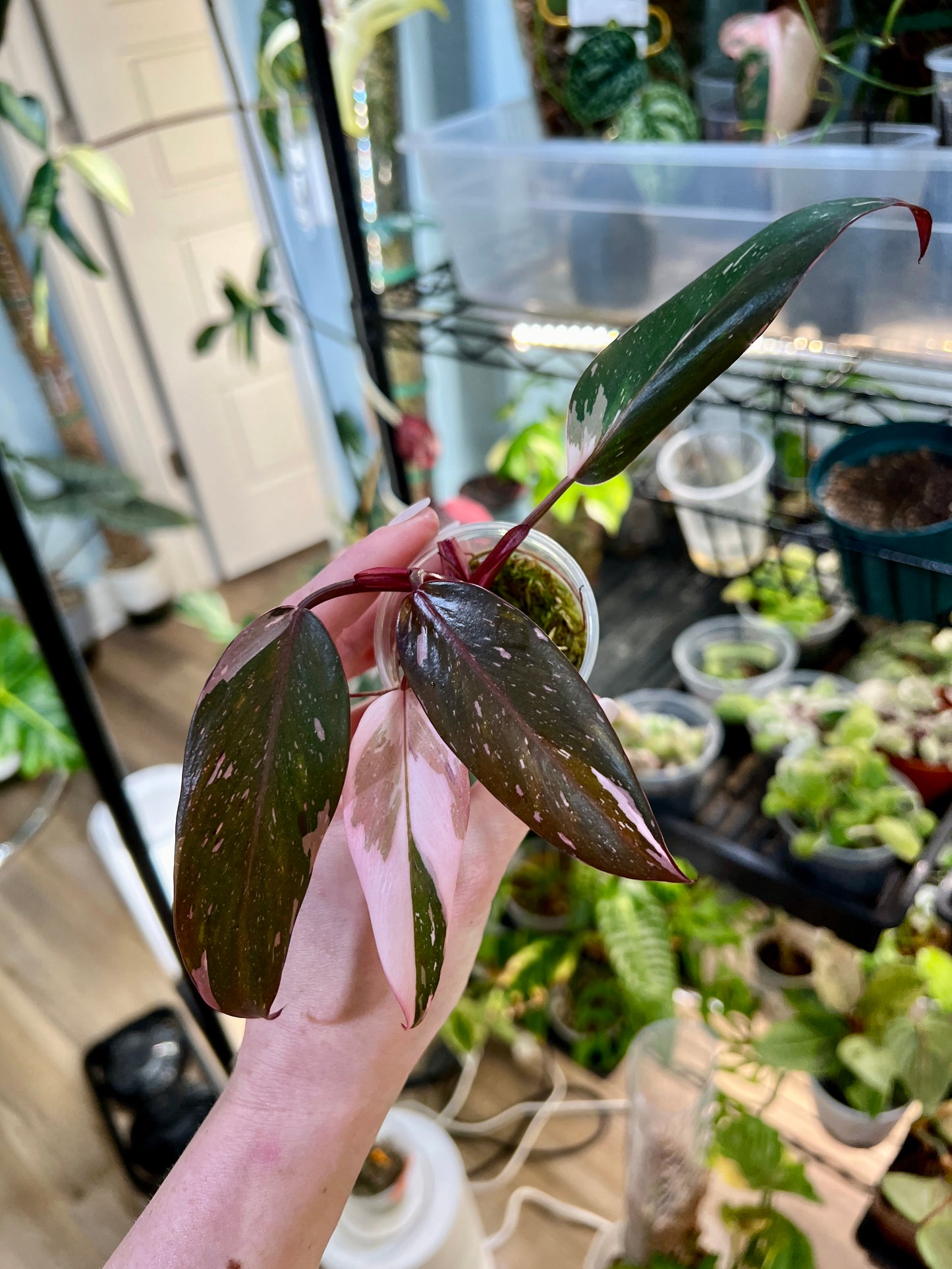 Stunning Red Anderson Philodendron