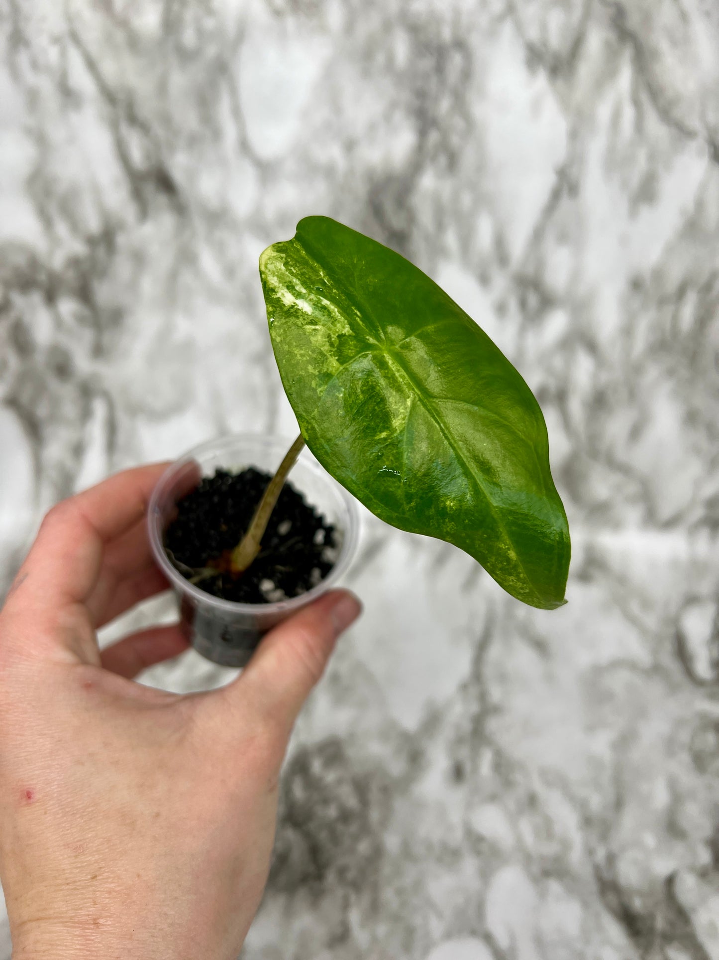 Variegated Alocasia Longiloba