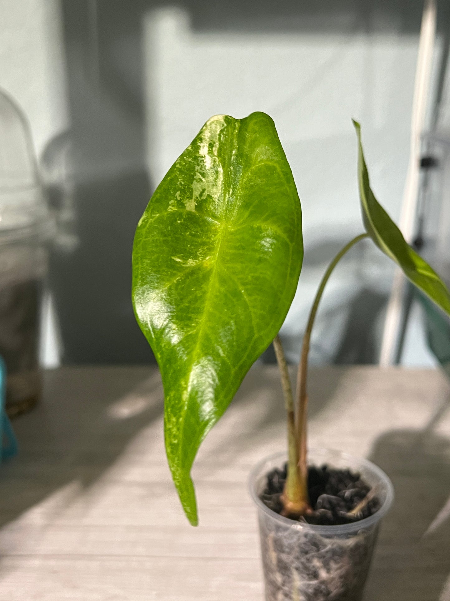 Variegated Alocasia Longiloba