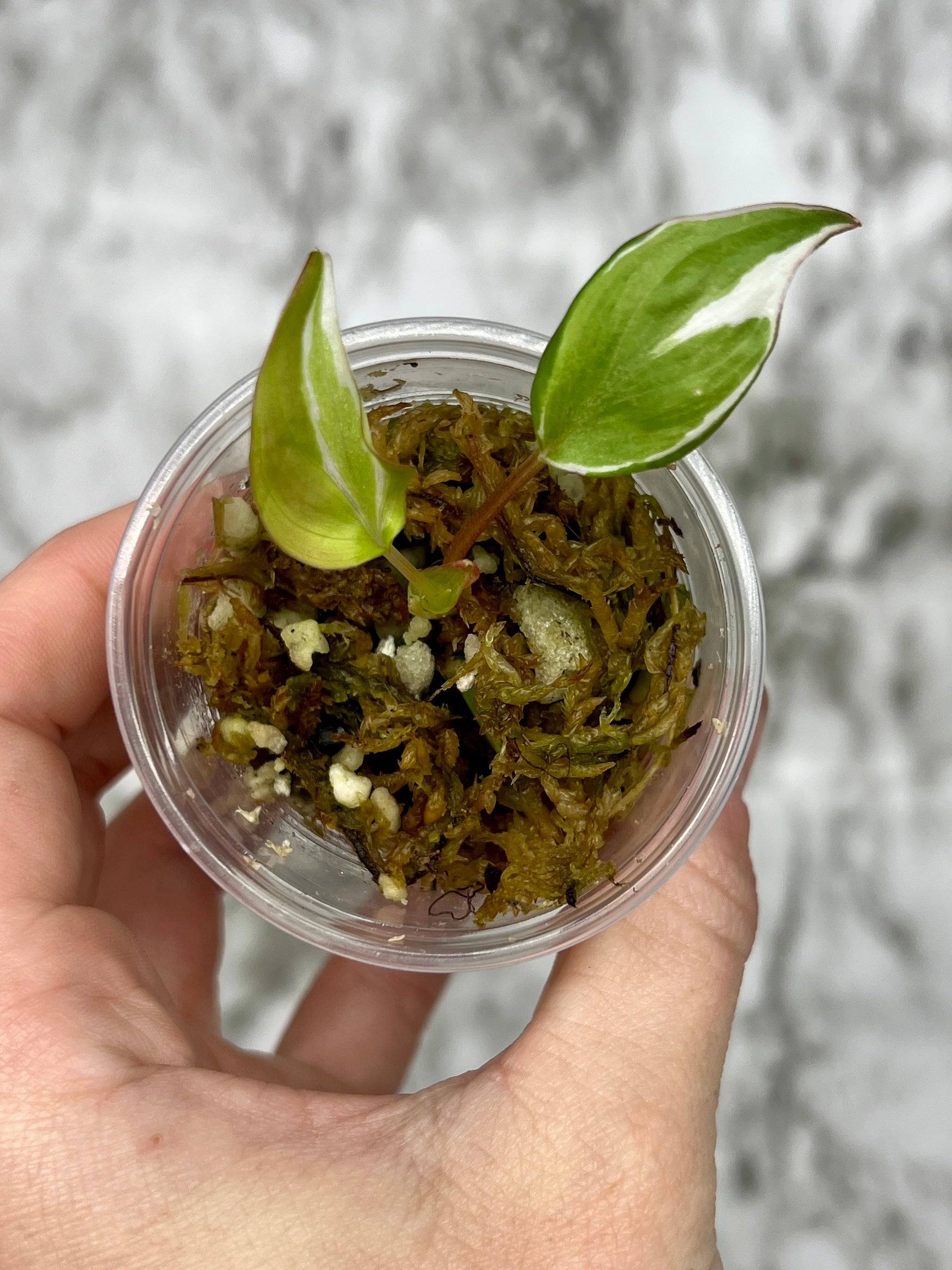 philodendron halo micans Variegated Philodendron Micans 'Velvet Halo' – Unbeleafable Art, Plants & Crystals by Sarah