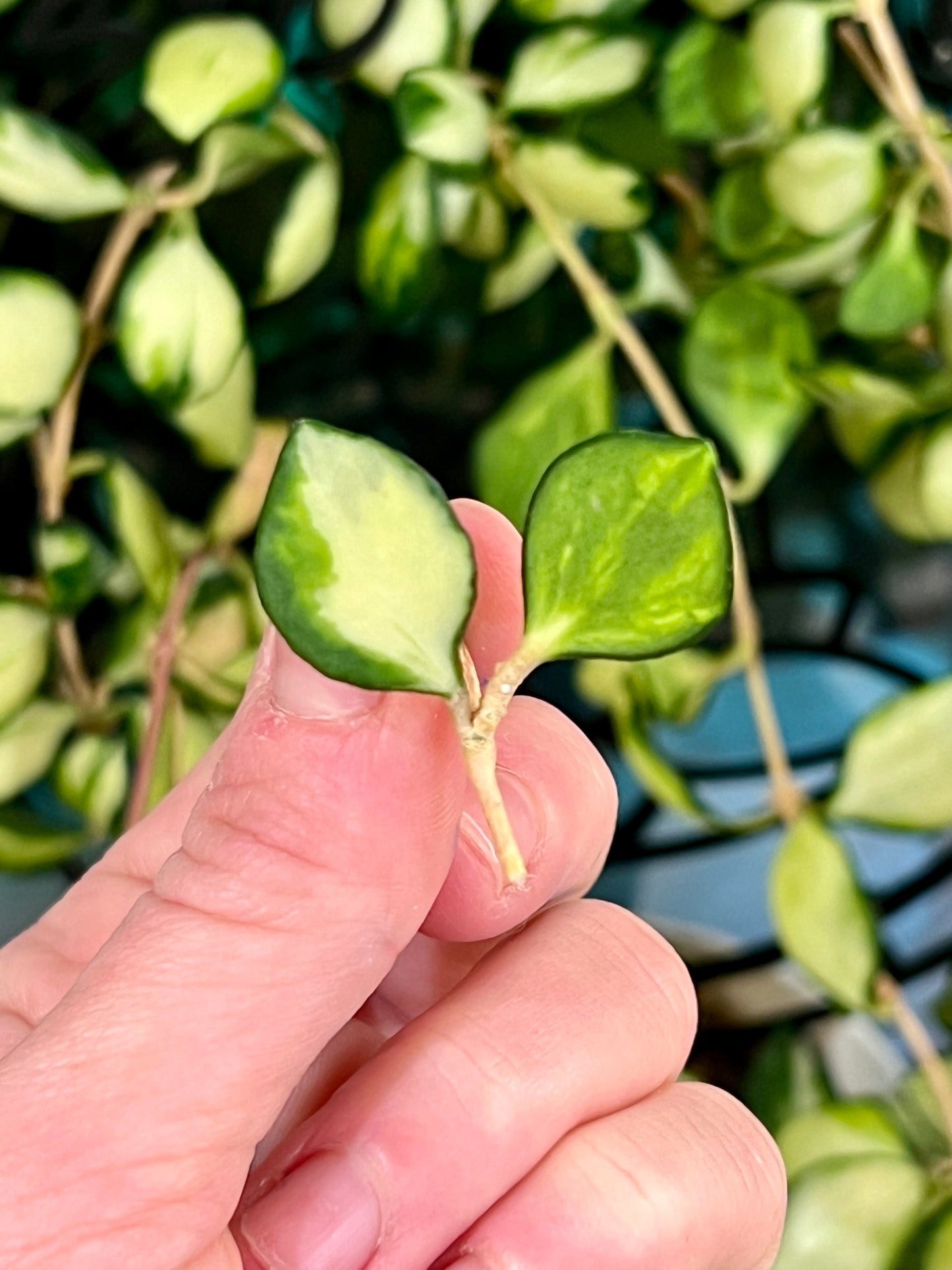 Hoya Heuschkeliana Variegata, Variegated Heuschkeliana Fresh Cuttings