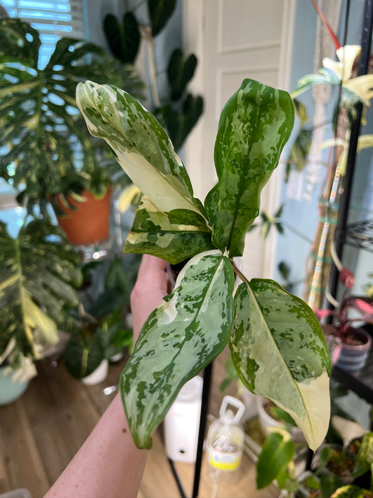 Aglaonema Manila Pride