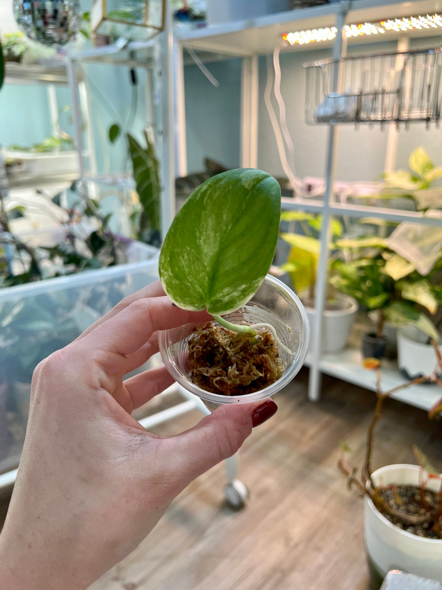 Variegated Jade Scindapsus