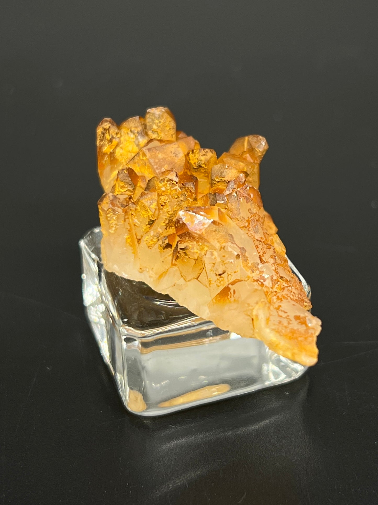 Golden Healer Specimen