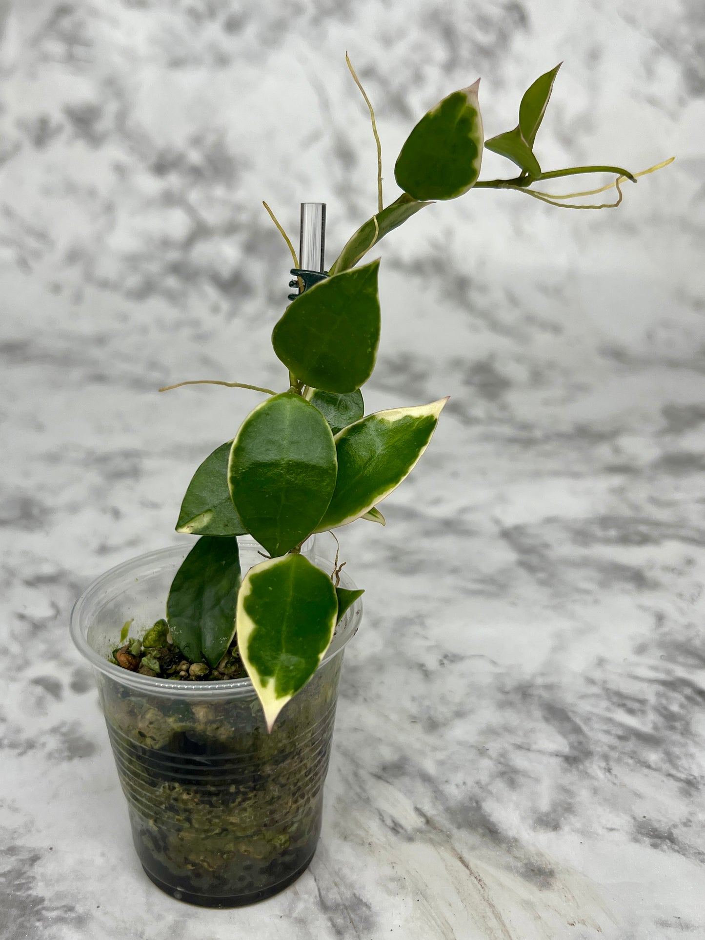 Hoya Lacunosa Asami