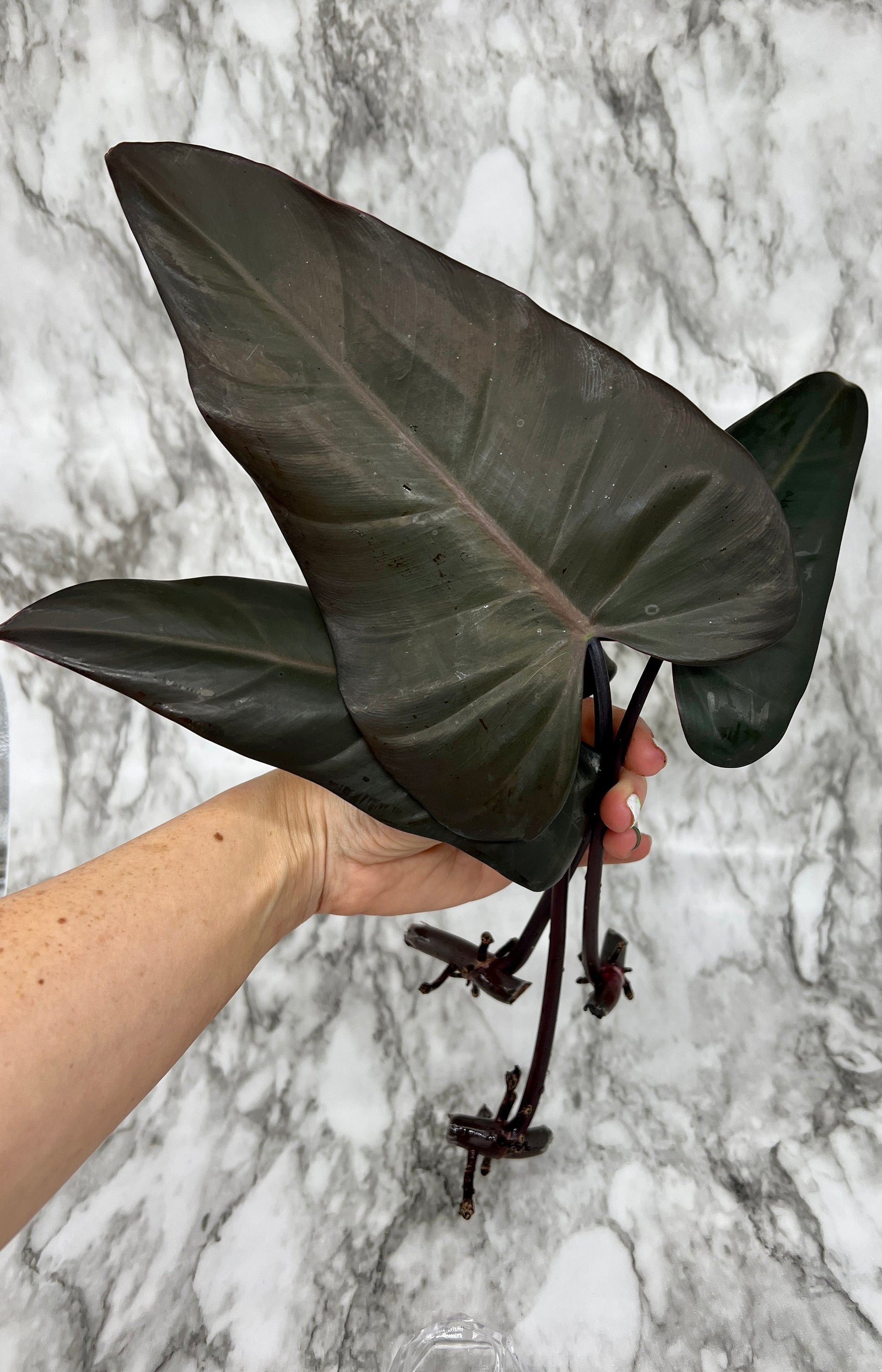 philodendron dark lord cutting Philodendron Dark Lord Fresh Mid Cuttings – Unbeleafable Art, Plants & Crystals by Sarah