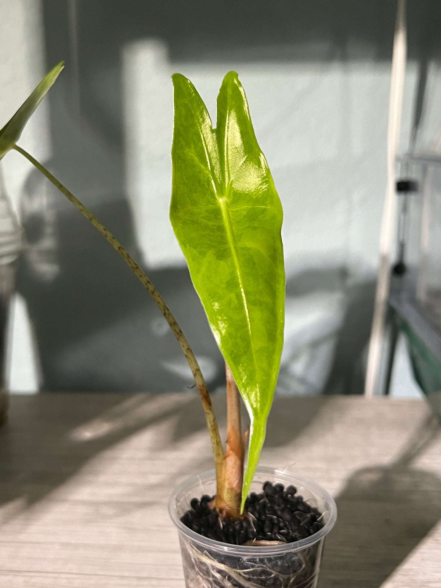 Variegated Alocasia Longiloba