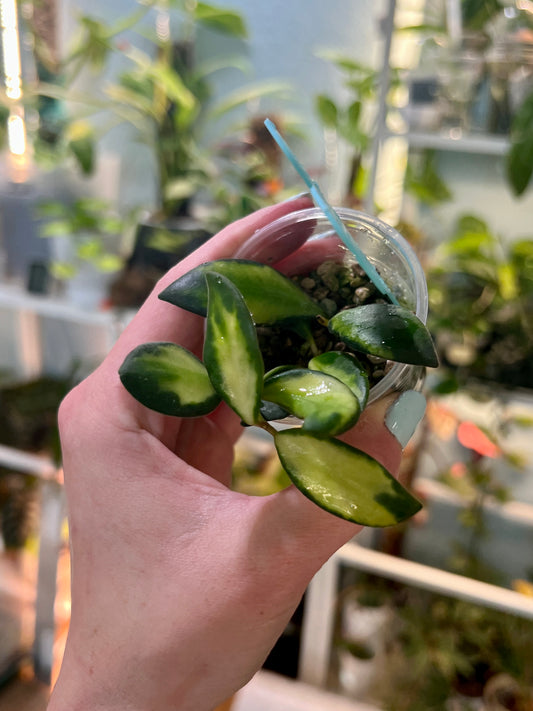 Hoya Variegated Burtoniae