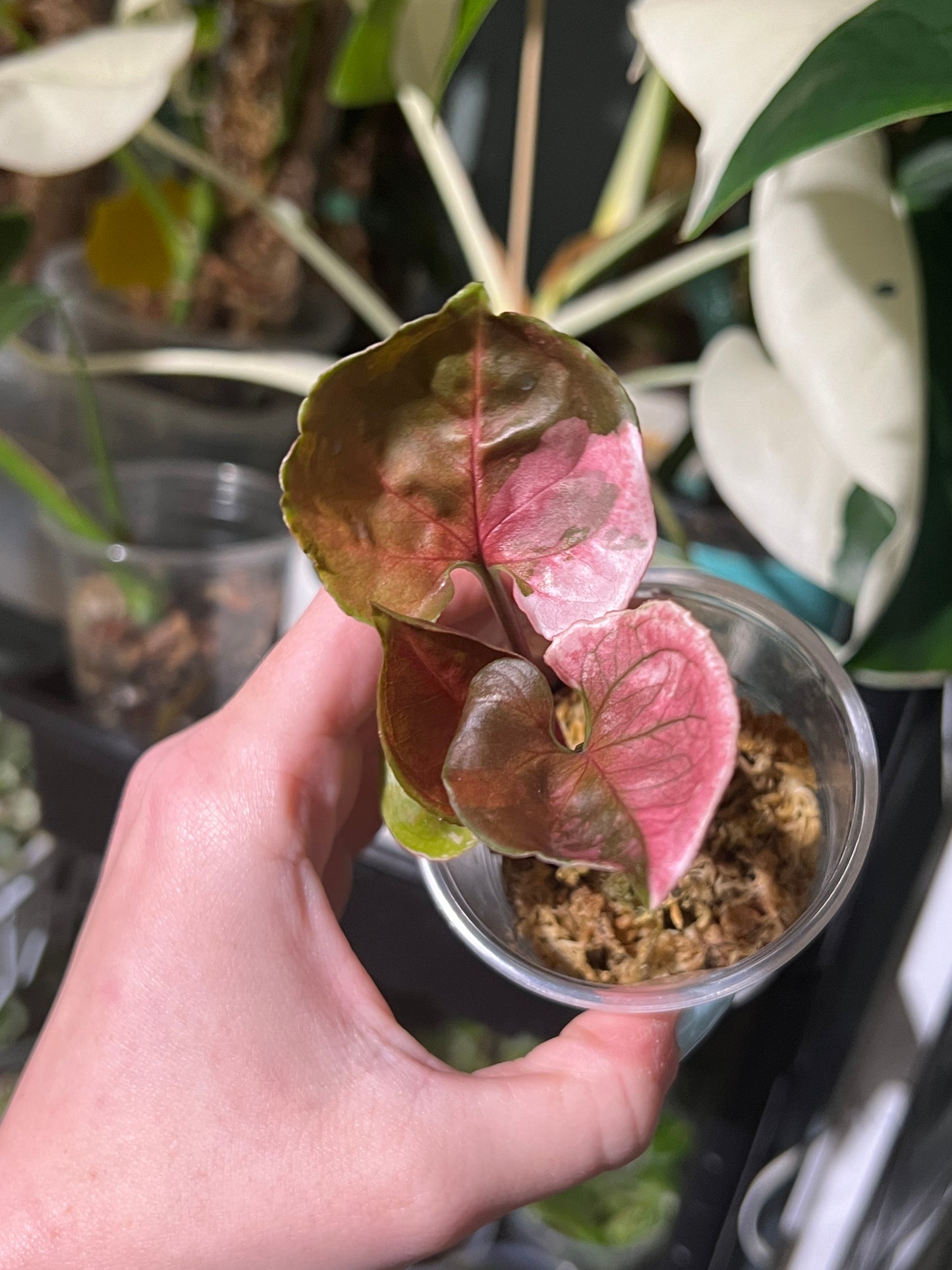 Syngonium Strawberry Ice Galaxy *Highly Variegated*