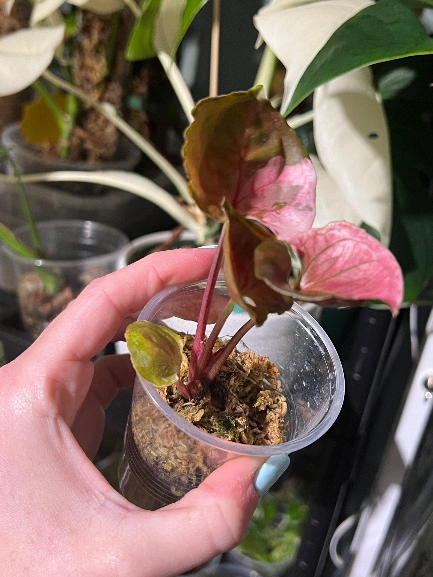 Syngonium Strawberry Ice Galaxy *Highly Variegated*